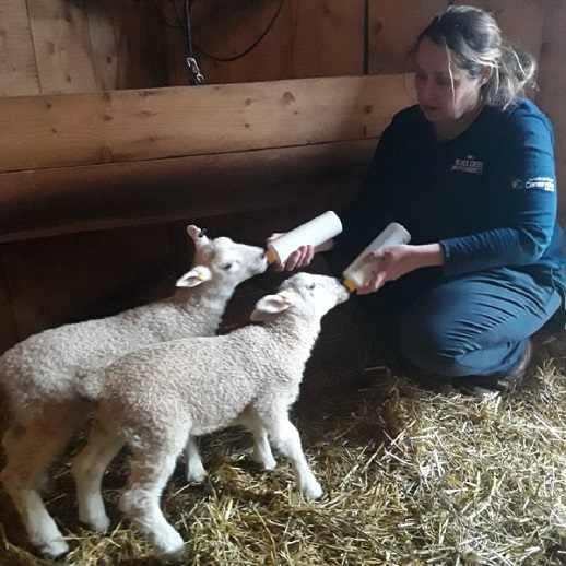 Donate 2 livestock team member cares for lambs at the Village at Black Creek